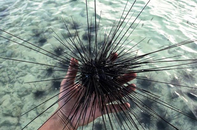 Seafood Unik Dari Wakatobi